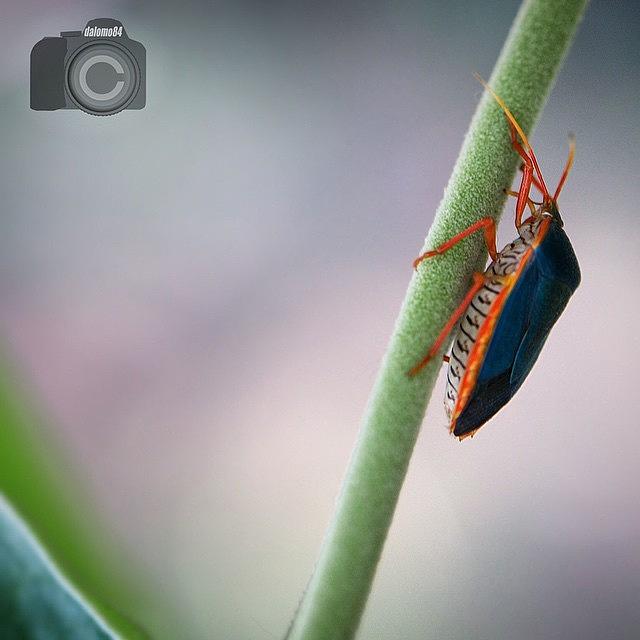 Green & Orange Stink Bug #animalsbydl Photograph by David Lopez