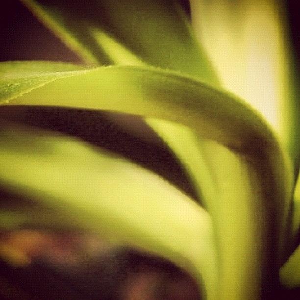 Tree Photograph - Green Plant 1 by Melissa DuBow