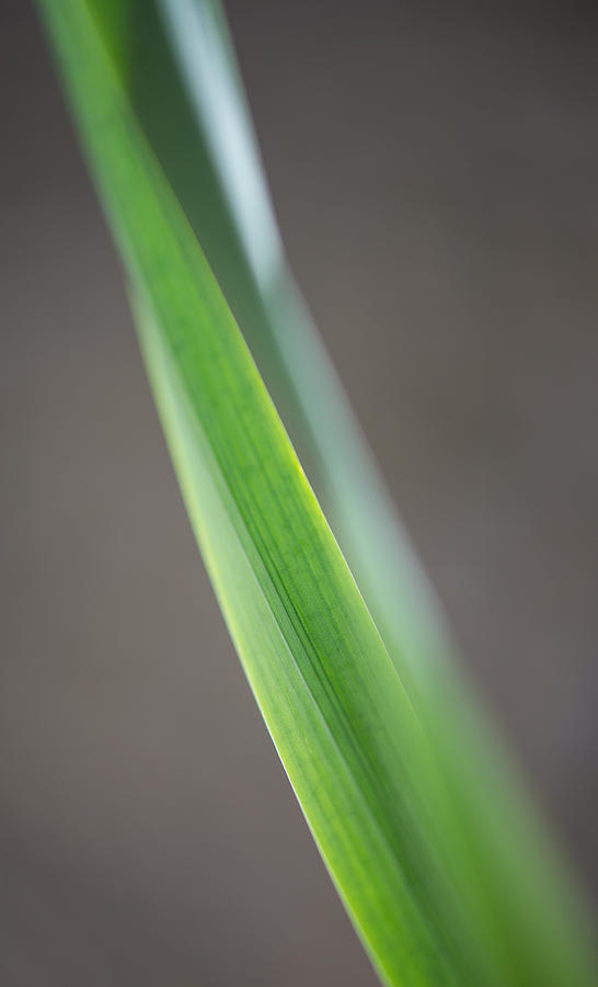 Green Abstract Photograph by Robert Mitchell