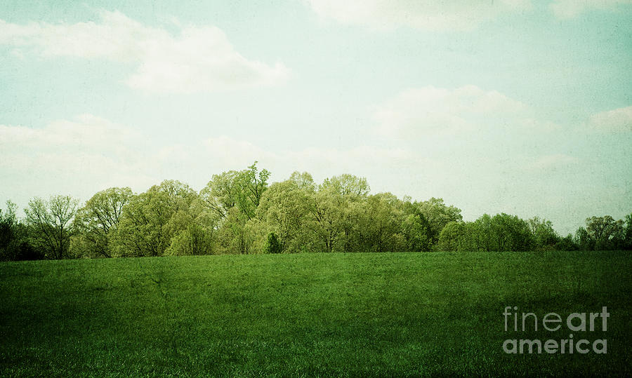 Tree Photograph - Green Again by Kim Fearheiley