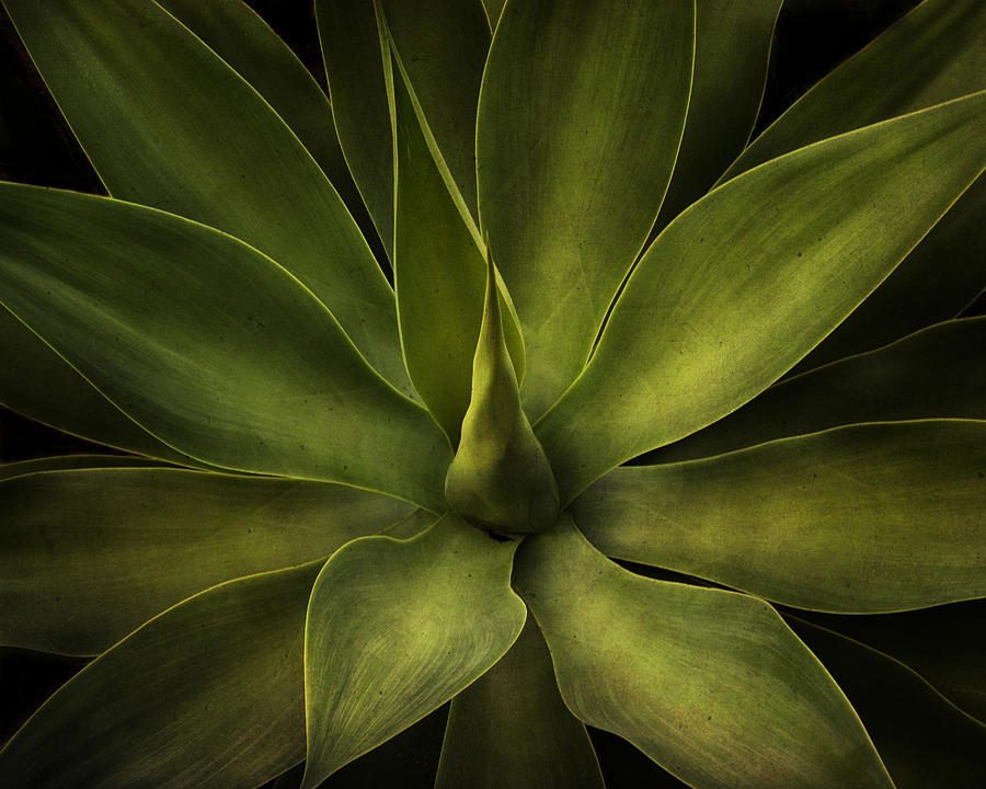 Nature Photograph - Green Agave by Irene Suchocki