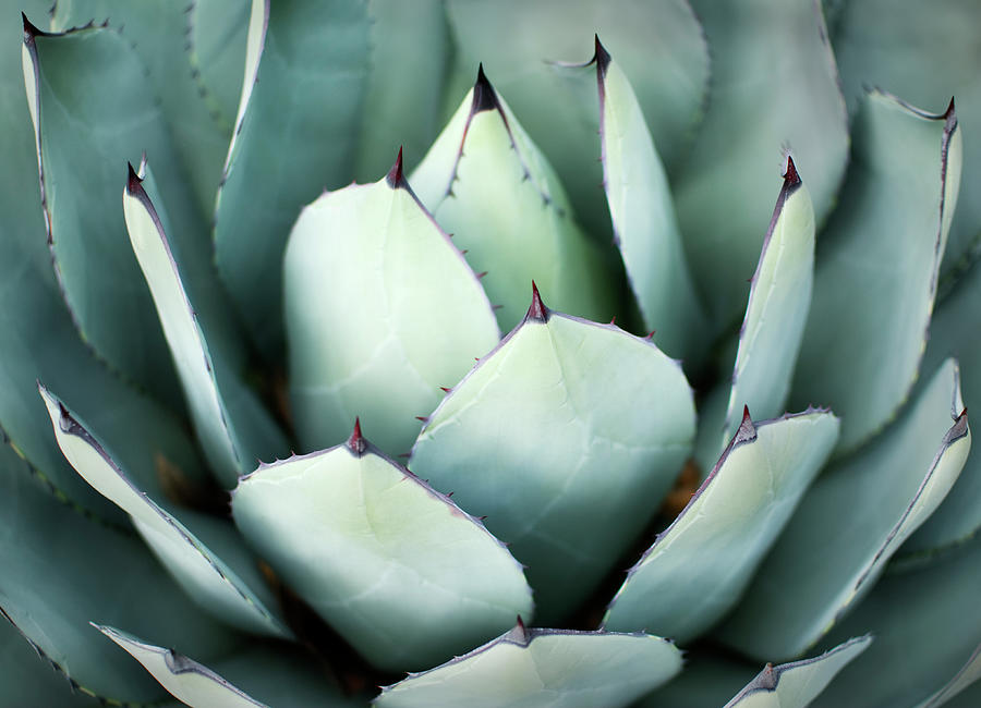 Green Agave Plant Photograph by Peter Starman