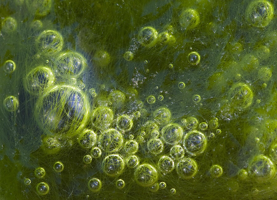 Green Algae Bubbles in Creek Photograph by Steven Schwartzman