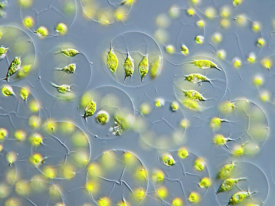 Green Algae Photograph by Gerd Guenther/science Photo Library