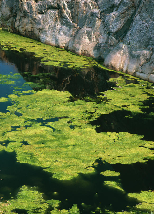 Green Algae In Seawater Photograph by Bjorn Svensson/science Photo Library