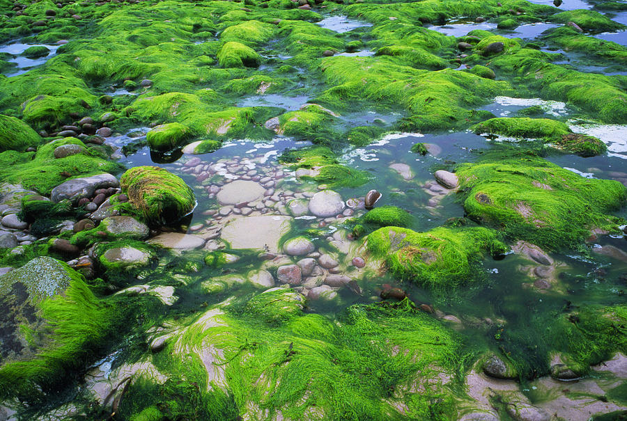 Green Algae On Sea Shore Rocks Photograph by Simon Fraser/science Photo