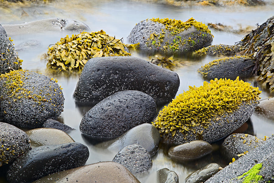 Green Algae Or Seaweed Photograph by Dirk Ercken