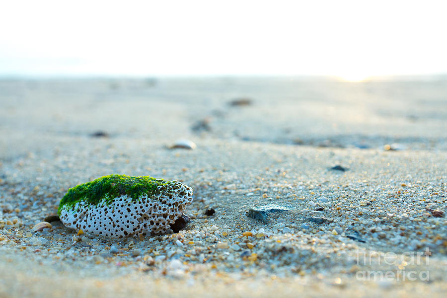 Pebbles Photograph - Green Algae Rock by Wei Kuan Tay