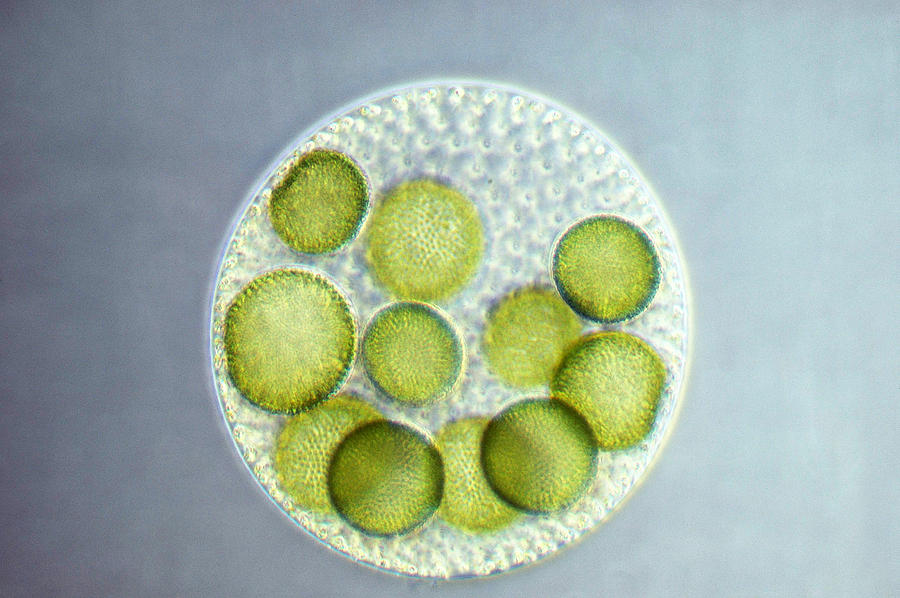 Green Algae, Volvox, Lm Photograph by Biology Pics