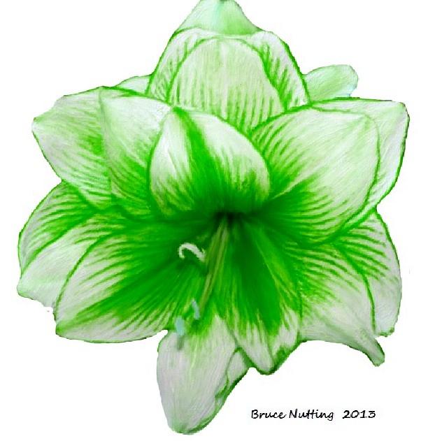 Green Amaryllis Painting by Bruce Nutting