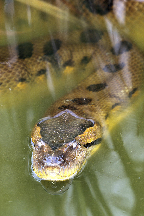 Green Anaconda Eunectes Murinus Photograph by Steve Cooper