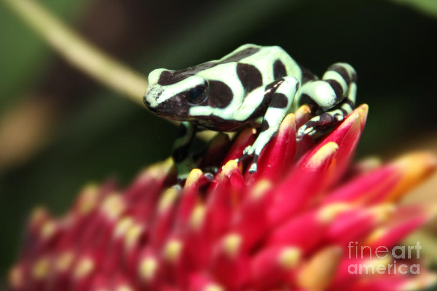Green and black poison dart frog Photograph by Bob Hislop