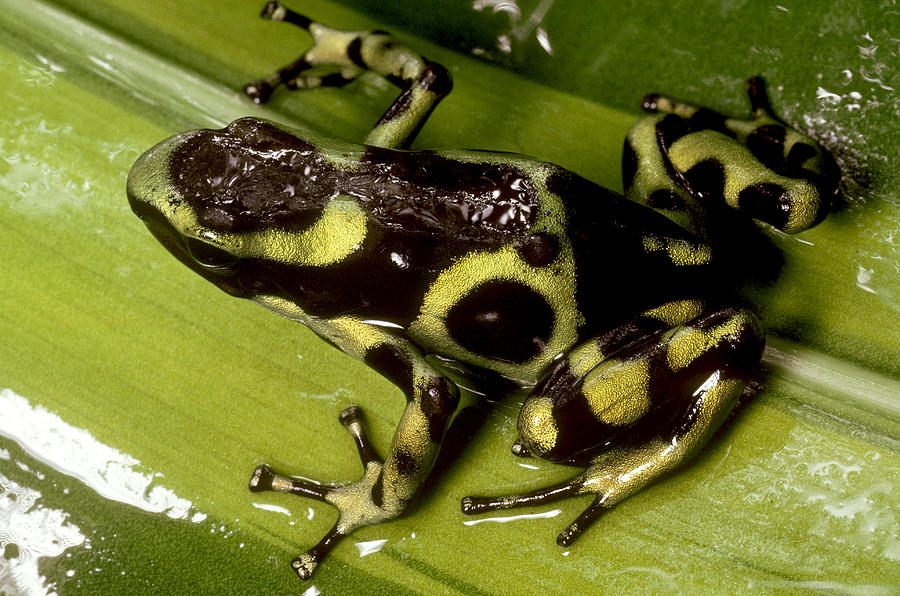 Green And Black Poison Dart Frog Photograph by Jeffrey Lepore