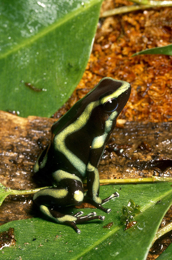Green And Black Poison Dart Frog Photograph by John Mitchell