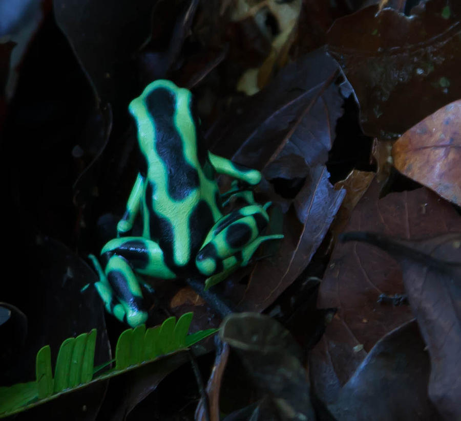 Green and Black Poison Dart Frog Photograph by Natural Focal Point Photography