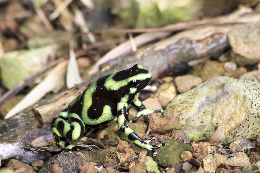 Green and Black Poison Dart Frog Photograph by Teresa Zieba