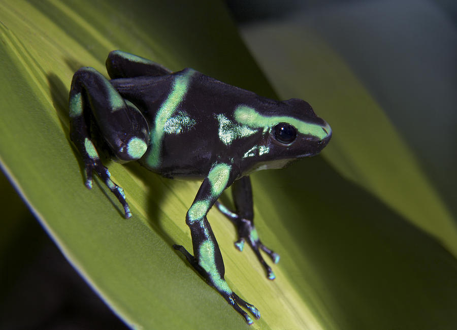 Green And Black Poison Dart Frog Photograph by Tim Fitzharris