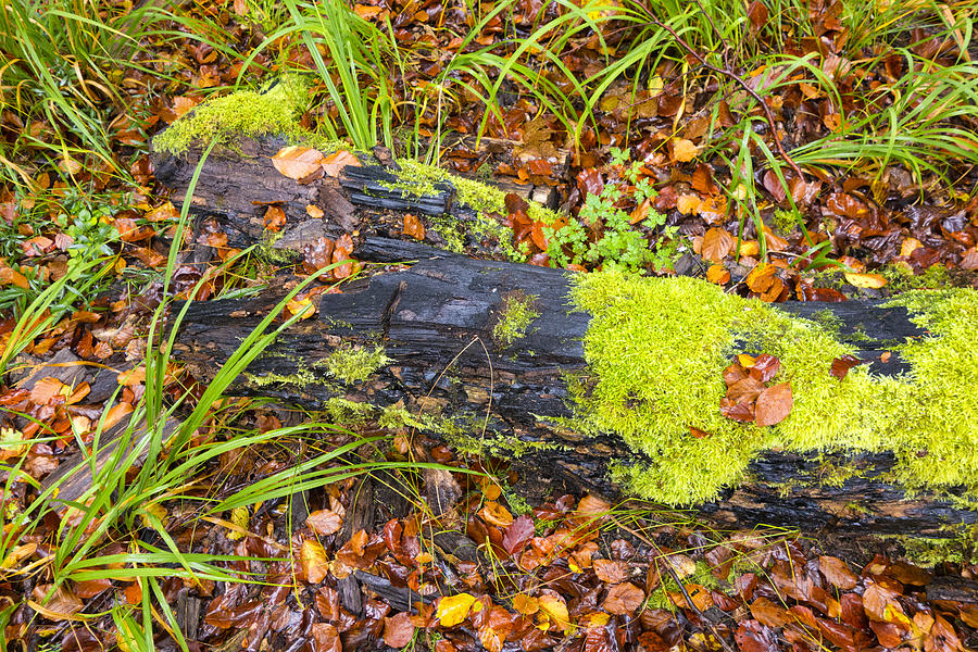 Green and brown forest floor in fall Photograph by Matthias Hauser
