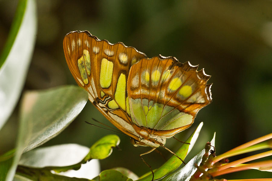 Green and Brown Tropical Butterfly Photograph by Douglas Barnett