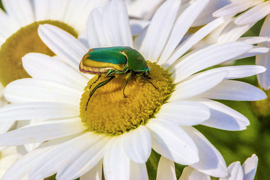 Green and Gold Beetle Digital Art by Photographic Art by Russel Ray Photos