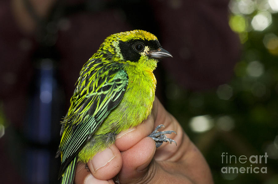 Green-and-gold Tanager Photograph by William H. Mullins