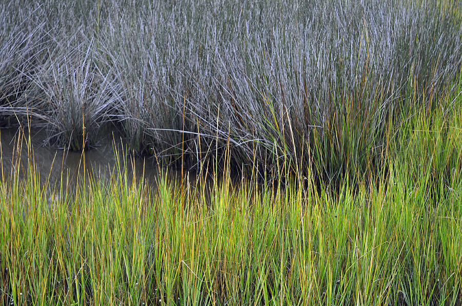 Green and Gray Marsh Grasses on Jekyll Island Photograph by Bruce Gourley