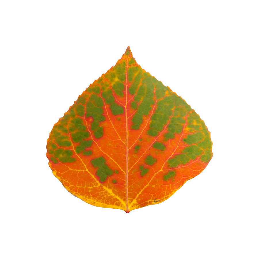 Green and Orange Aspen Leaf 1 Digital Art by Agustin Goba