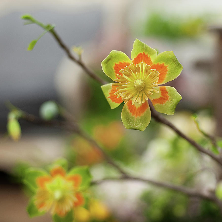 Green And Orange Flower Photograph by Lauren Rosenbaum