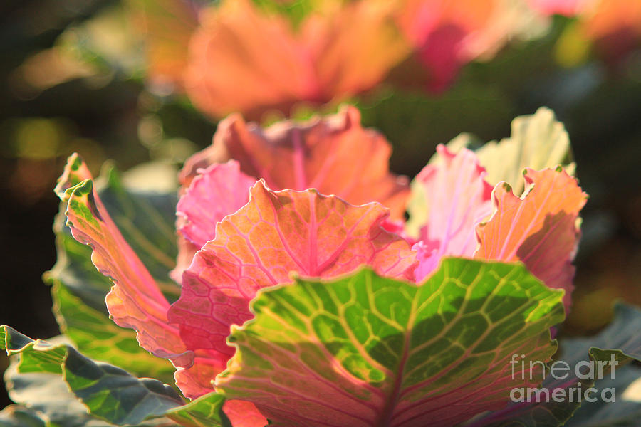 Green and Pink Ornamental Cabbage in Afternoon Sunlight Photograph by Beverly Claire Kaiya