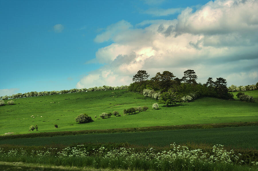 Green And Pleasant Photograph by David Davies