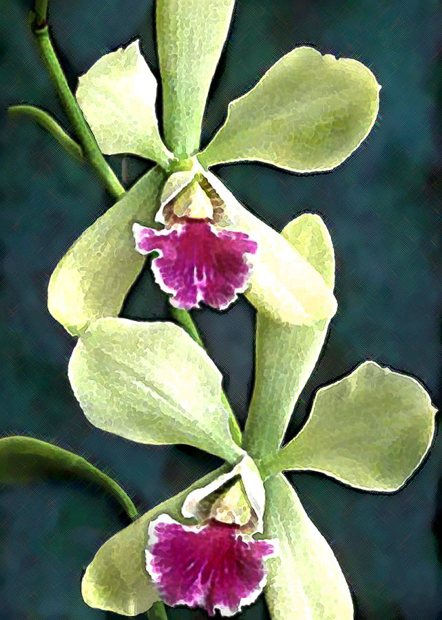 Orchid Painting - Green and Purple Cattleya Orchids by Elaine Plesser