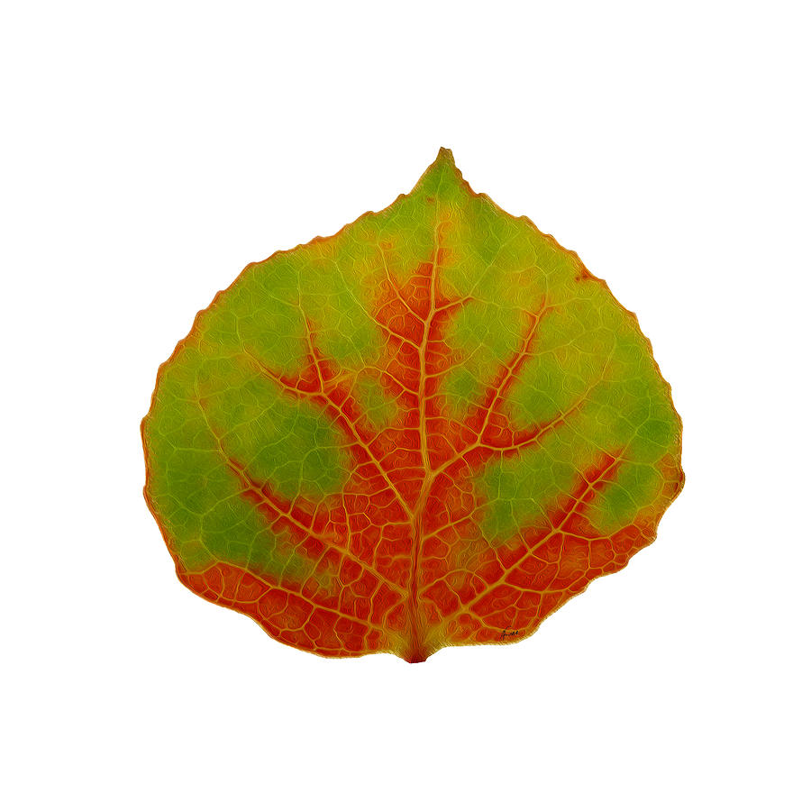 Green and Red Aspen Leaf 2 Digital Art by Agustin Goba