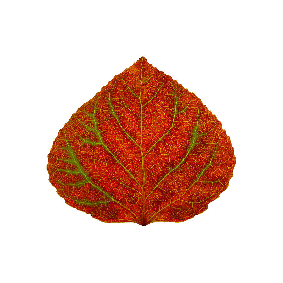 Aspen Leaf Digital Art - Green and Red Aspen Leaf 3 by Agustin Goba