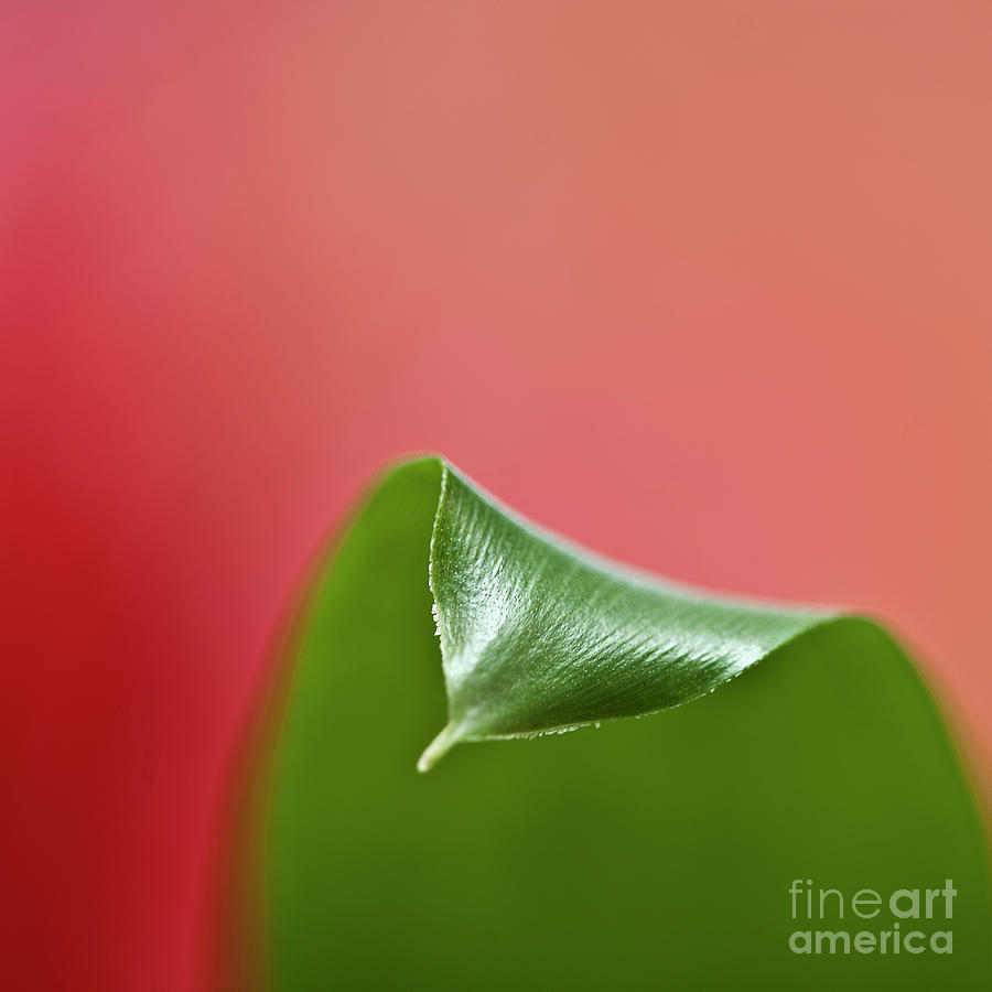 Green and Red Photograph by Heiko Koehrer-Wagner
