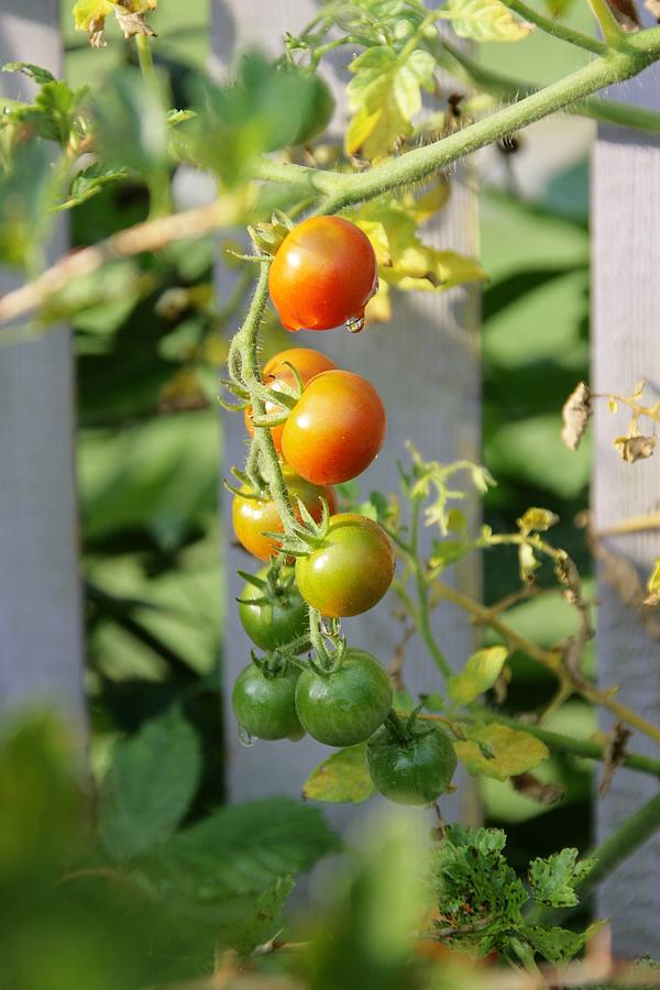Green and Red Tomatoes Photograph by Sharon Popek