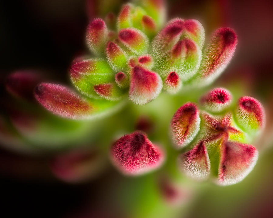 Flower Photograph - Green and Red Velvet by Joan Herwig