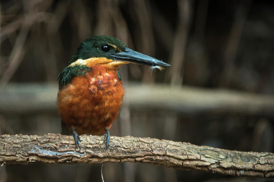 Kingfisher Photograph - Green And Rufous Kingfisher by Pete Oxford