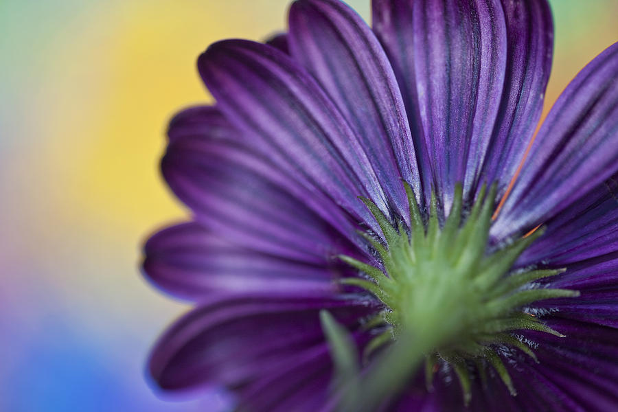 Green and Violet Photograph by Al Hurley