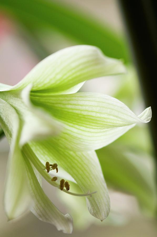 Green And White Amaryllis (hippeastrum) Photograph by Maria Mosolova