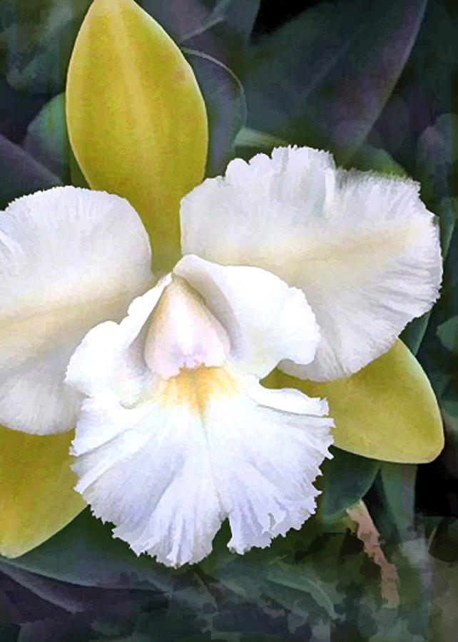 Orchid Painting - Green and White Cattleya Orchid by Elaine Plesser