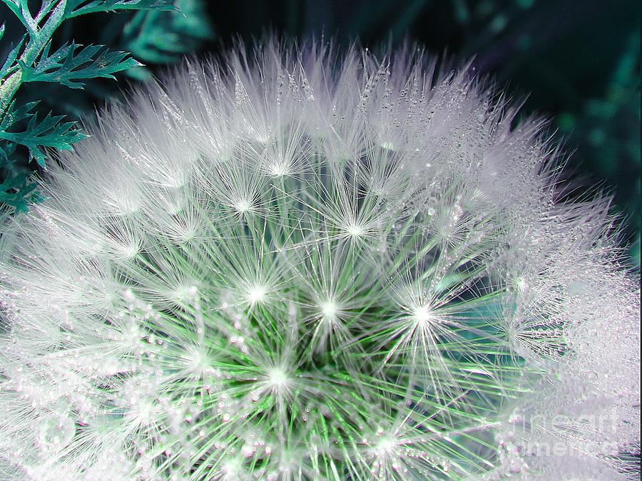 Green and white dandelion Photograph by Karin Ravasio