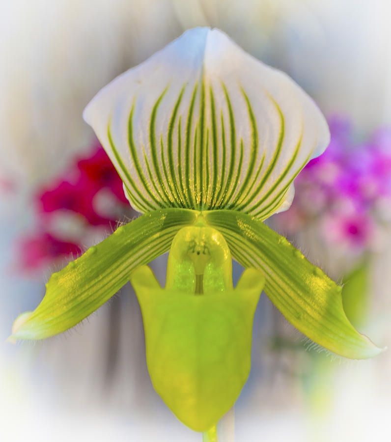 Green and White Orchid Photograph by Maj Seda