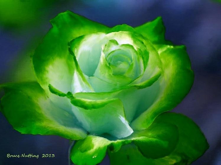 Green and White Rose Painting by Bruce Nutting