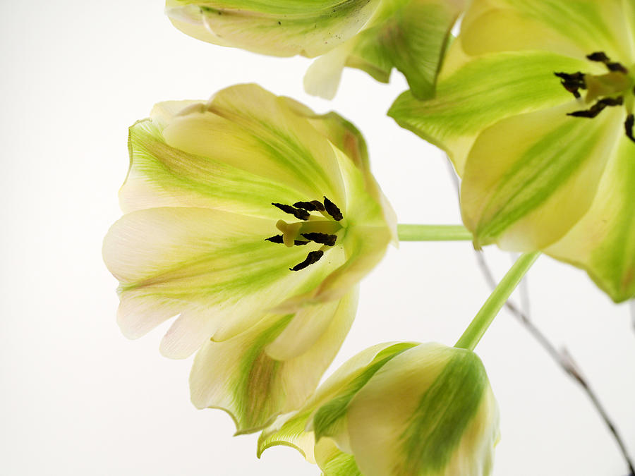 Green and white tulip abstracts Photograph by Trace DePaoli