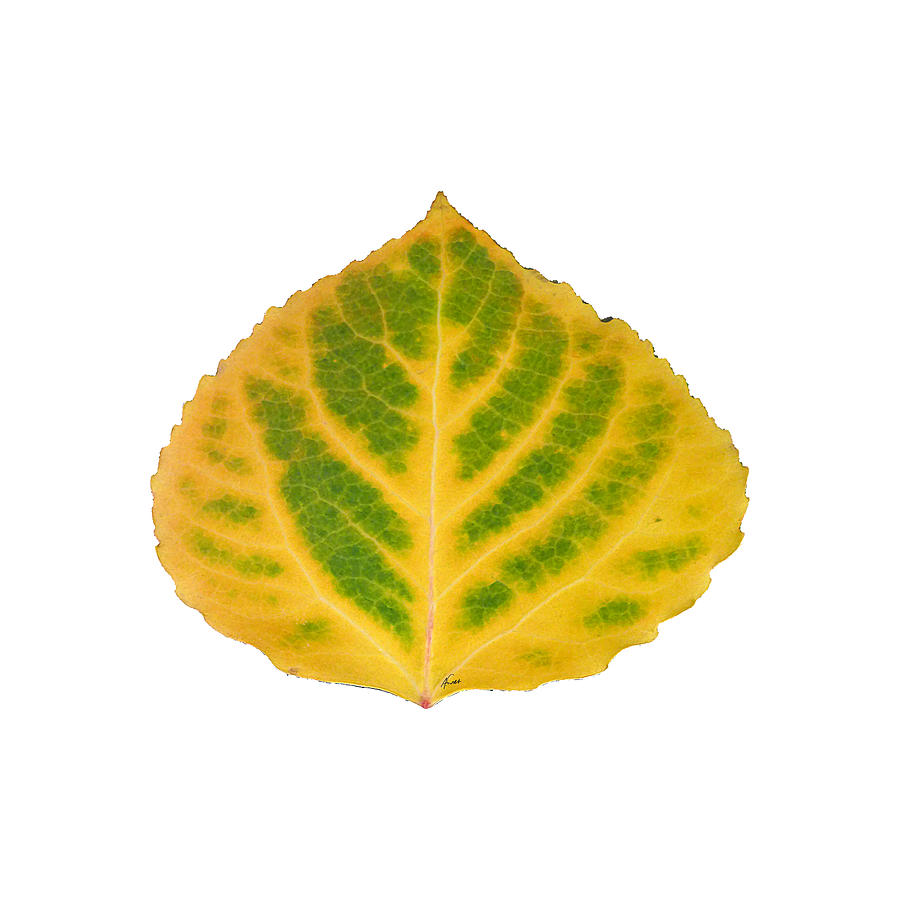 Green and Yellow Aspen Leaf 2 Digital Art by Agustin Goba