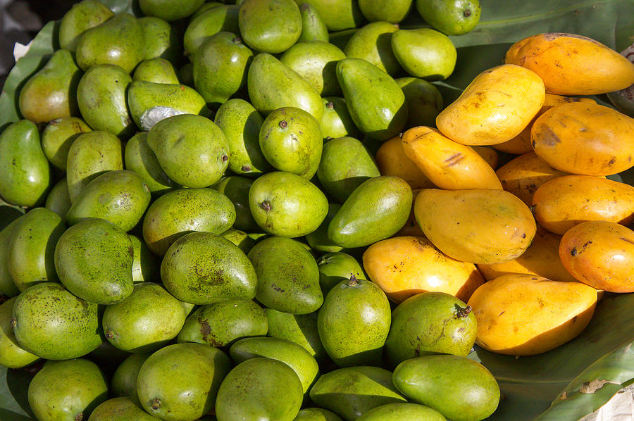 Green and Yellow Mango Photograph by Victor Marsh Fine Art America