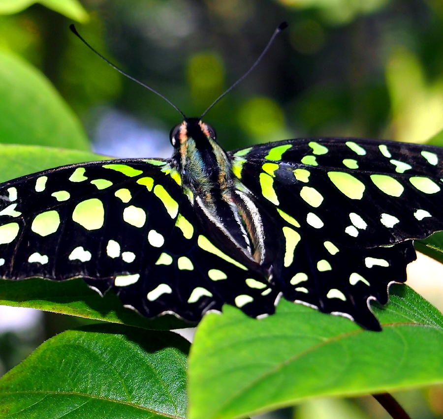 Green and Yellow Spotted Butterfly Photograph by Amy McDaniel