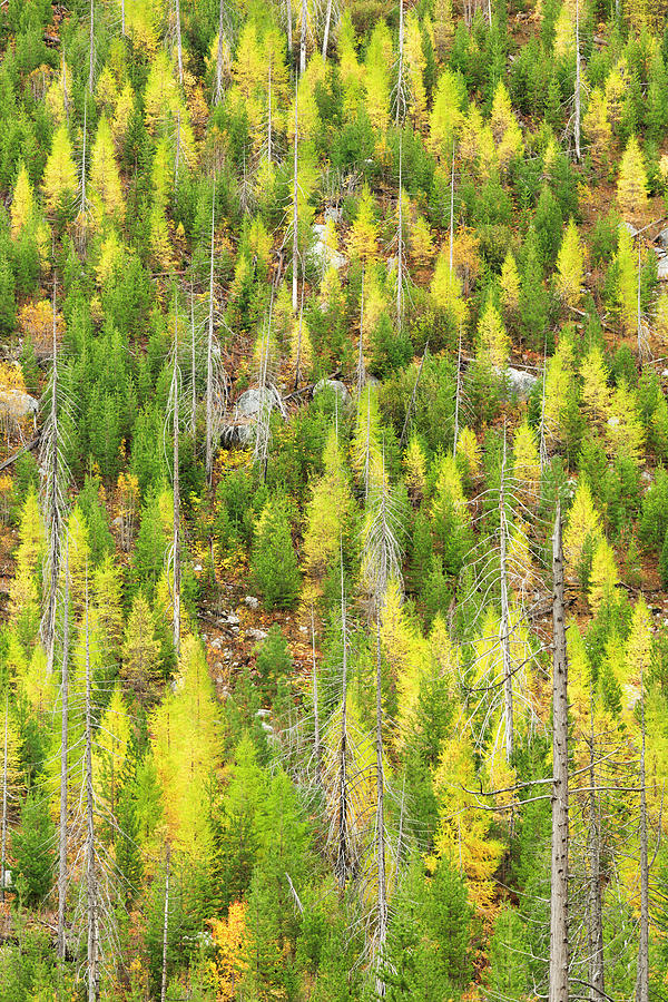 Green And Yellow Trees Photograph by Justin Reznick Photography