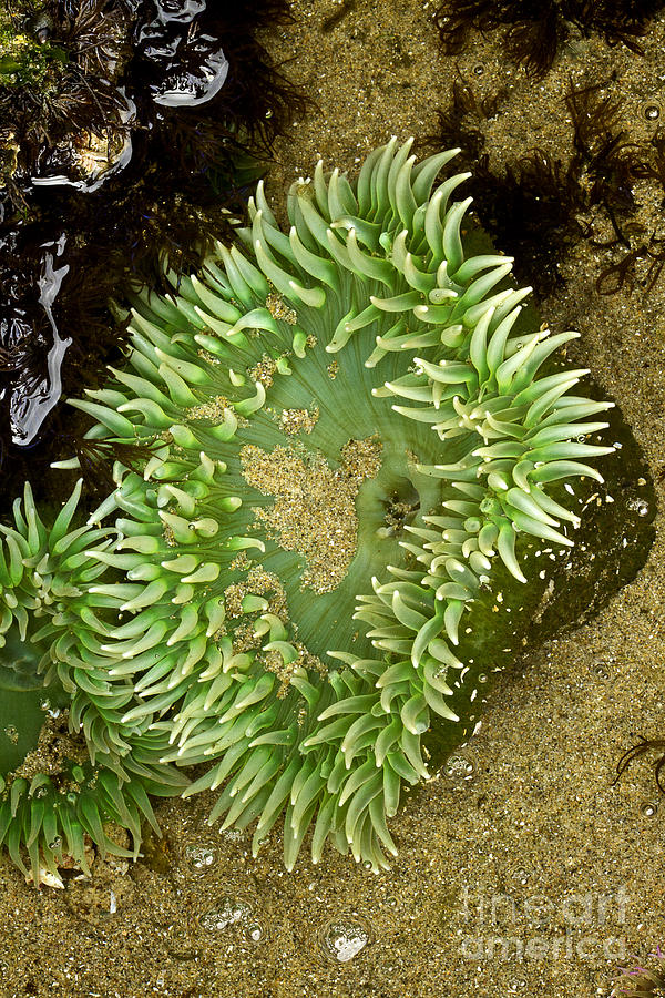 Green Anemone  Photograph by Carrie Cranwill