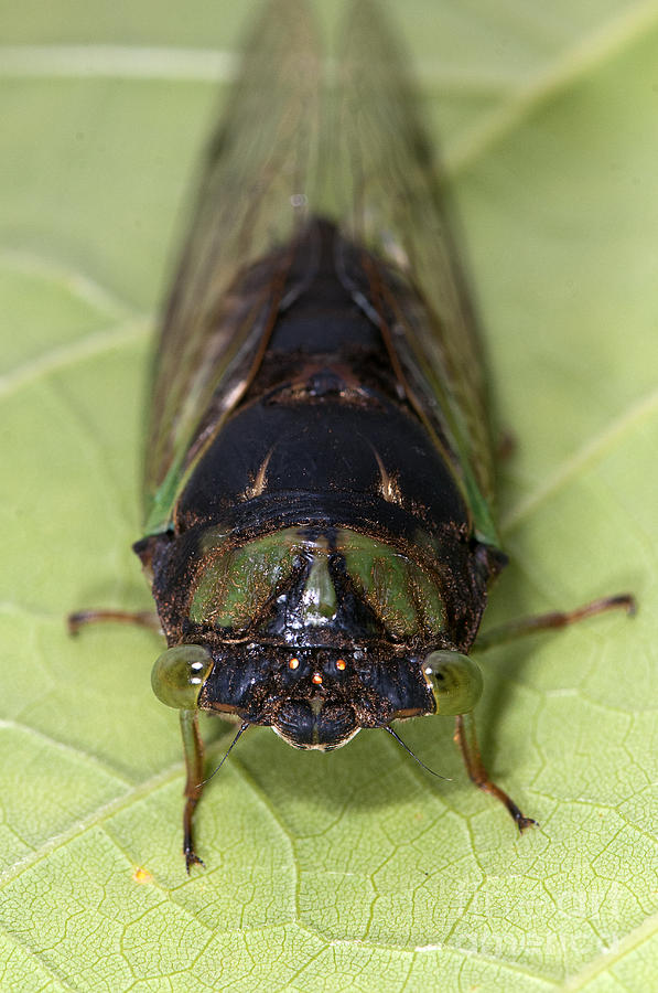 Green Annual Cicada Photograph by Scott Camazine
